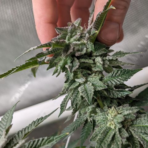 Permanent Marker x Gary Satan growlog timeline photo