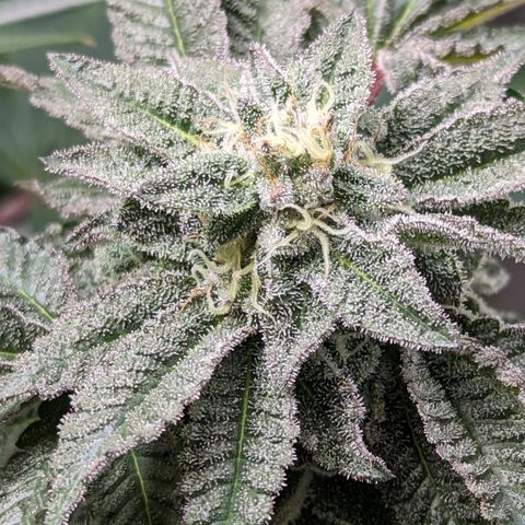 Permanent Marker x Gary Satan growlog timeline photo