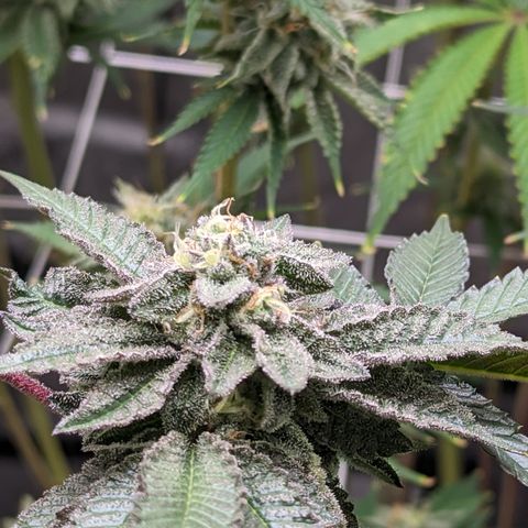 Permanent Marker x Gary Satan growlog timeline photo