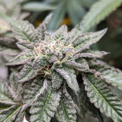 Permanent Marker x Gary Satan growlog timeline photo