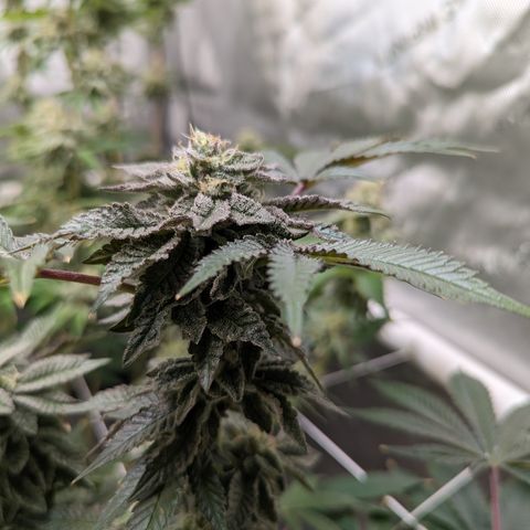 Permanent Marker x Gary Satan growlog timeline photo