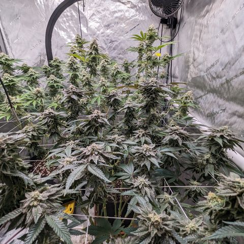 Permanent Marker x Gary Satan growlog timeline photo