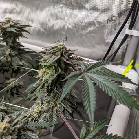 Permanent Marker x Gary Satan growlog timeline photo