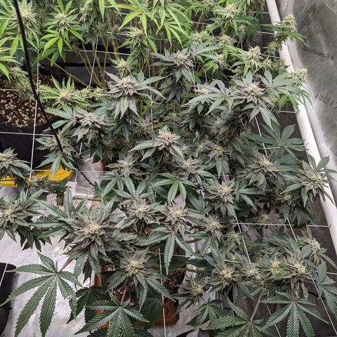 Permanent Marker x Gary Satan growlog timeline photo