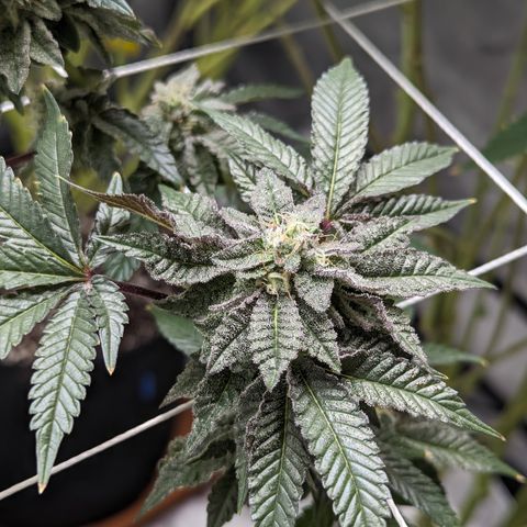 Permanent Marker x Gary Satan growlog timeline photo