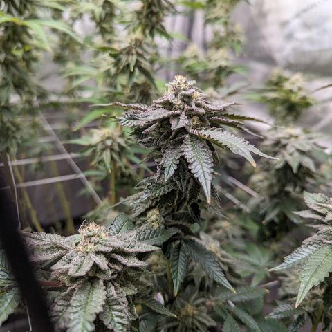 Permanent Marker x Gary Satan growlog timeline photo
