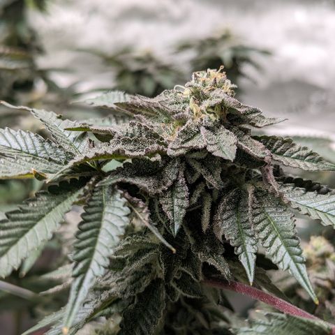 Permanent Marker x Gary Satan growlog timeline photo