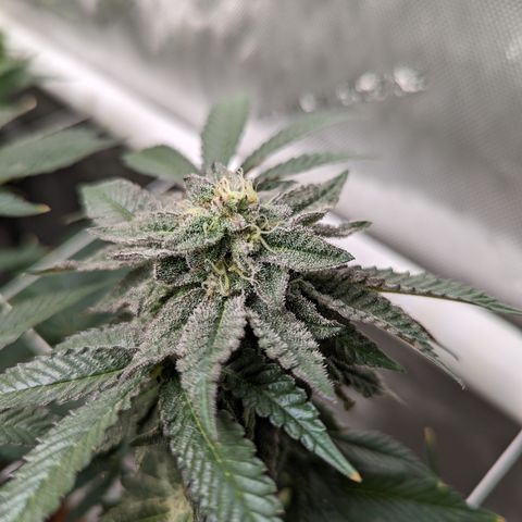 Permanent Marker x Gary Satan growlog timeline photo