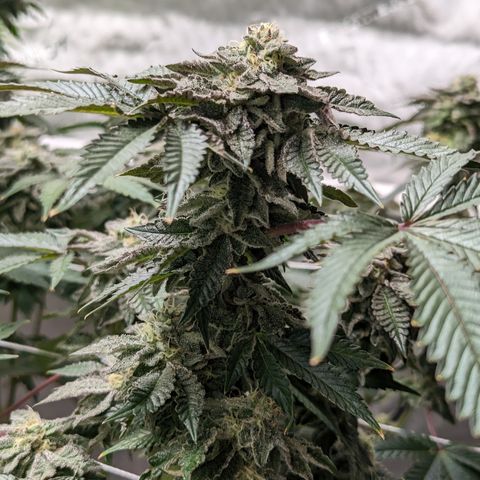 Permanent Marker x Gary Satan growlog timeline photo