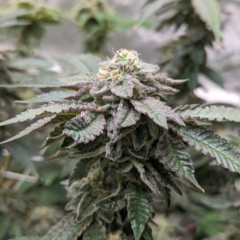 Permanent Marker x Gary Satan growlog timeline photo