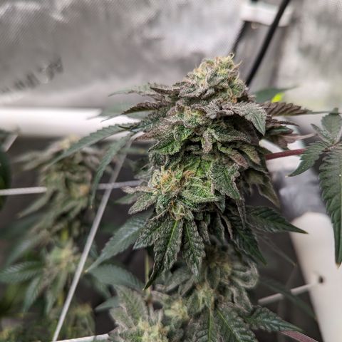 Permanent Marker x Gary Satan growlog photo: Fed low dose