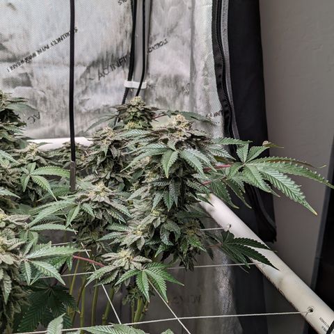 Permanent Marker x Gary Satan growlog photo: Fed low dose