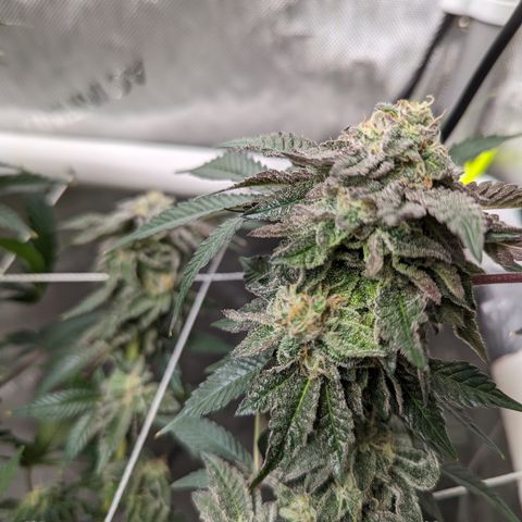 Permanent Marker x Gary Satan growlog photo: Fed low dose