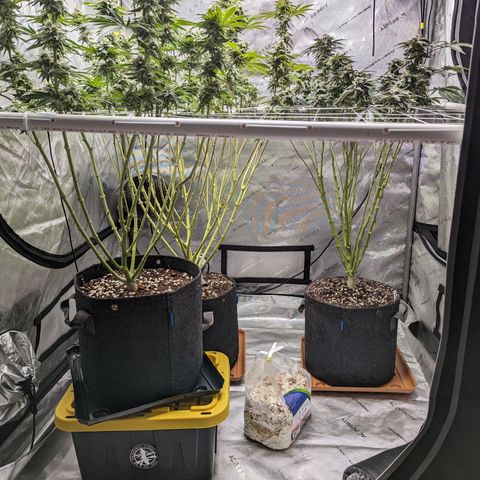 Permanent Marker x Gary Satan growlog photo: Fed low dose