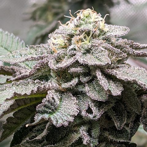 Permanent Marker x Gary Satan growlog photo: Fed low dose