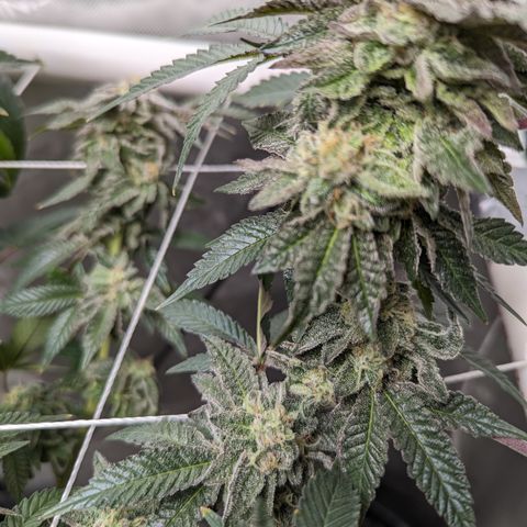 Permanent Marker x Gary Satan growlog timeline photo