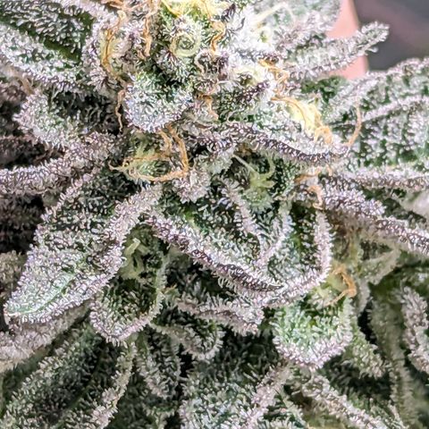 Permanent Marker x Gary Satan growlog timeline photo