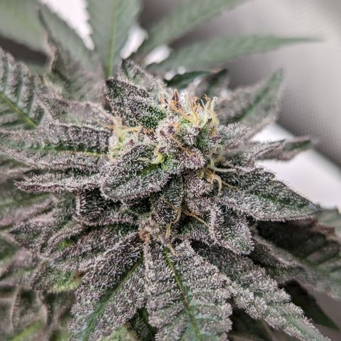 Permanent Marker x Gary Satan growlog timeline photo