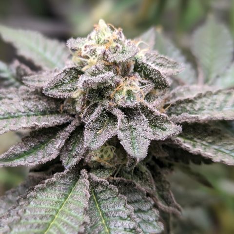 Permanent Marker x Gary Satan growlog timeline photo