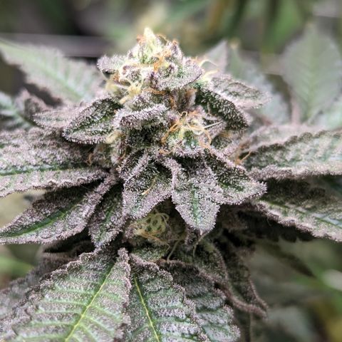 Permanent Marker x Gary Satan growlog timeline photo