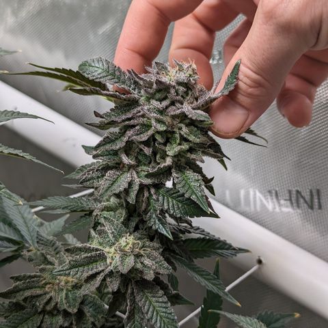 Permanent Marker x Gary Satan growlog timeline photo