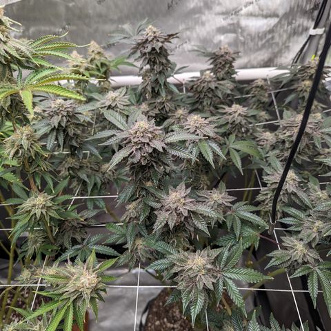 Permanent Marker x Gary Satan growlog timeline photo