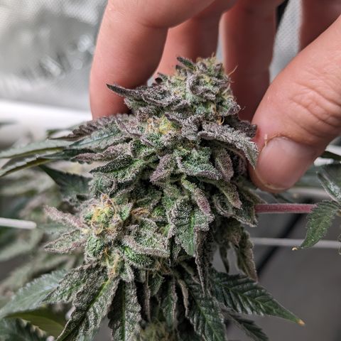 Permanent Marker x Gary Satan growlog timeline photo