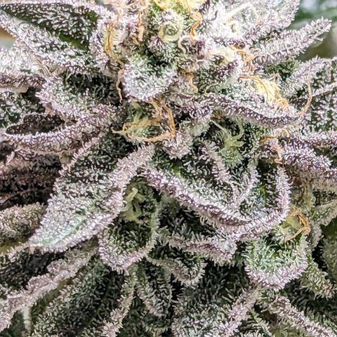 Permanent Marker x Gary Satan growlog timeline photo