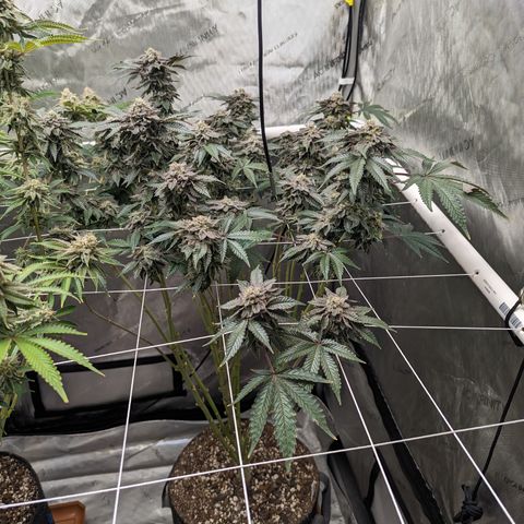 Permanent Marker x Gary Satan growlog timeline photo