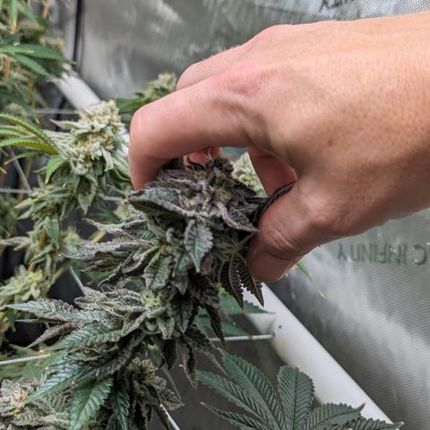 Permanent Marker x Gary Satan growlog timeline photo
