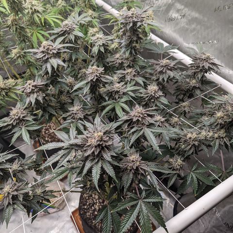 Permanent Marker x Gary Satan growlog timeline photo