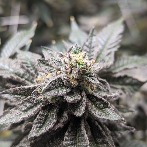 Permanent Marker x Gary Satan growlog timeline photo