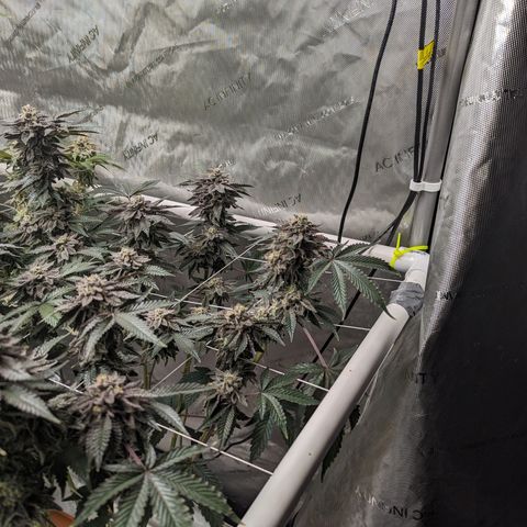 Permanent Marker x Gary Satan growlog timeline photo