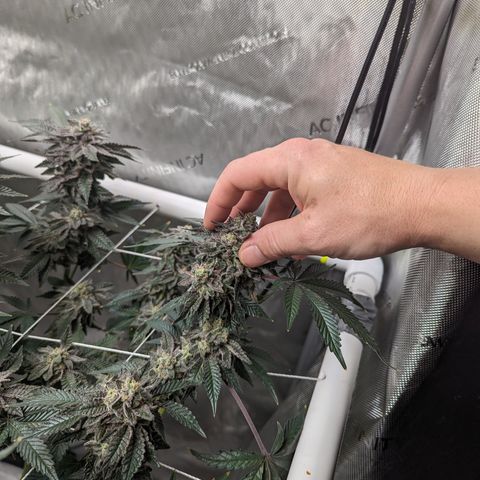 Permanent Marker x Gary Satan growlog timeline photo