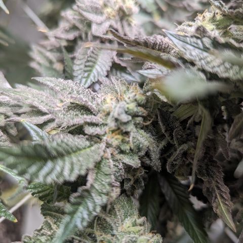 Permanent Marker x Gary Satan growlog timeline photo