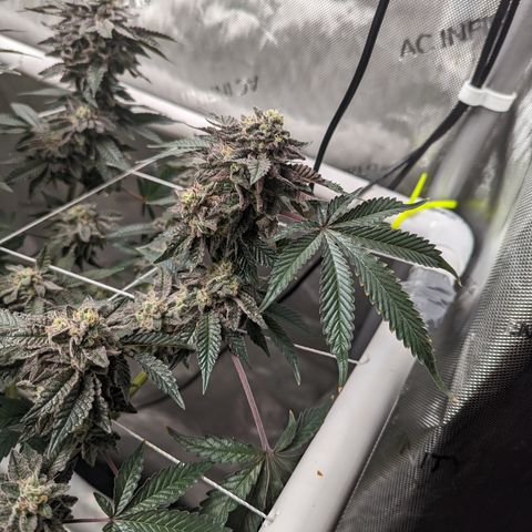 Permanent Marker x Gary Satan growlog timeline photo