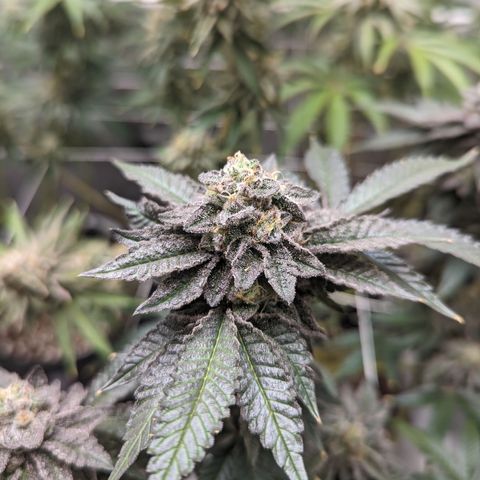 Permanent Marker x Gary Satan growlog timeline photo
