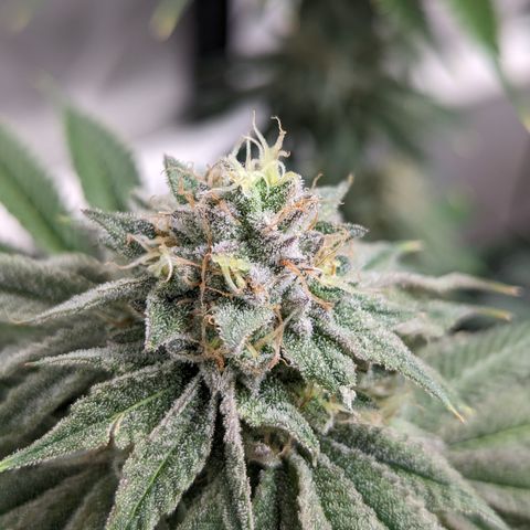 Permanent Marker x Gary Satan growlog timeline photo