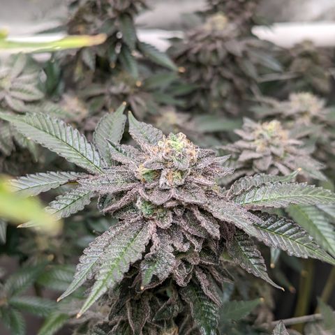 Permanent Marker x Gary Satan growlog timeline photo