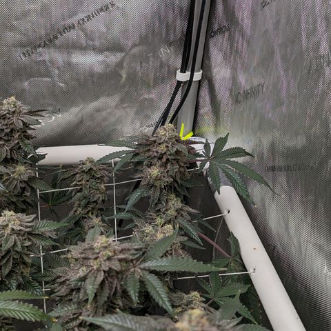 Permanent Marker x Gary Satan growlog timeline photo