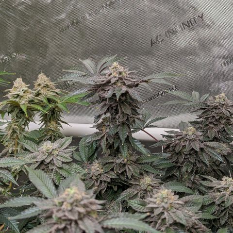 Permanent Marker x Gary Satan growlog timeline photo