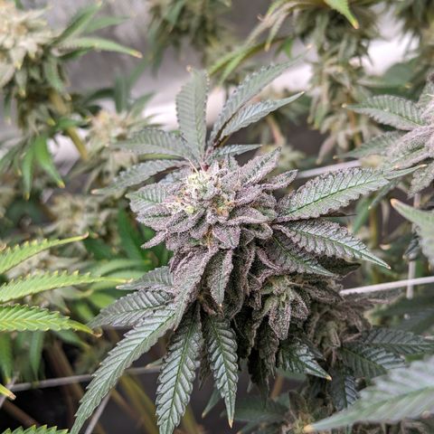 Permanent Marker x Gary Satan growlog timeline photo