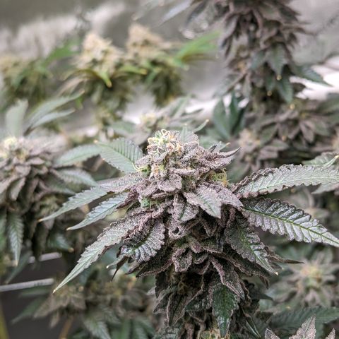 Permanent Marker x Gary Satan growlog timeline photo