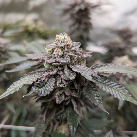 Permanent Marker x Gary Satan growlog timeline photo