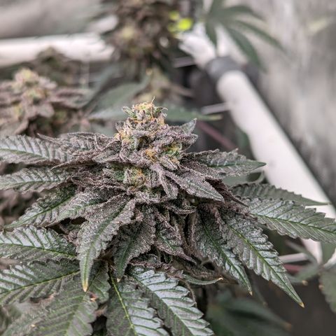 Permanent Marker x Gary Satan growlog timeline photo