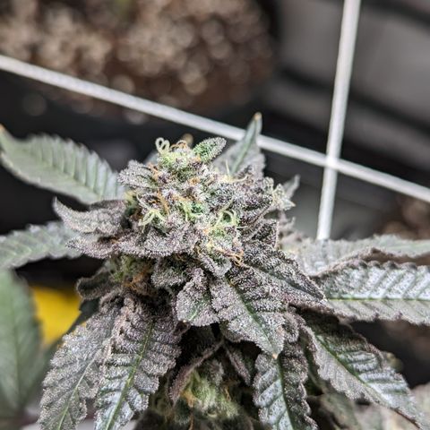 Permanent Marker x Gary Satan growlog timeline photo