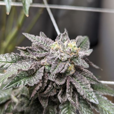 Permanent Marker x Gary Satan growlog timeline photo
