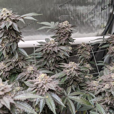 Permanent Marker x Gary Satan growlog timeline photo