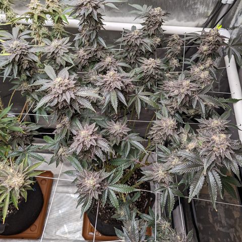 Permanent Marker x Gary Satan growlog timeline photo