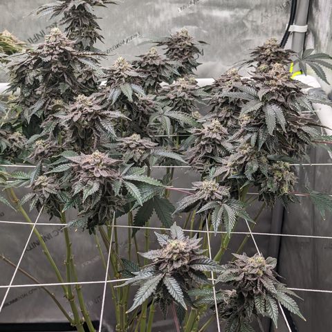 Permanent Marker x Gary Satan growlog timeline photo